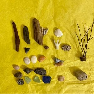 COPY - COPY - 25PC MINI BEACHCOMBER SEASHELLS SHARK TOOT…